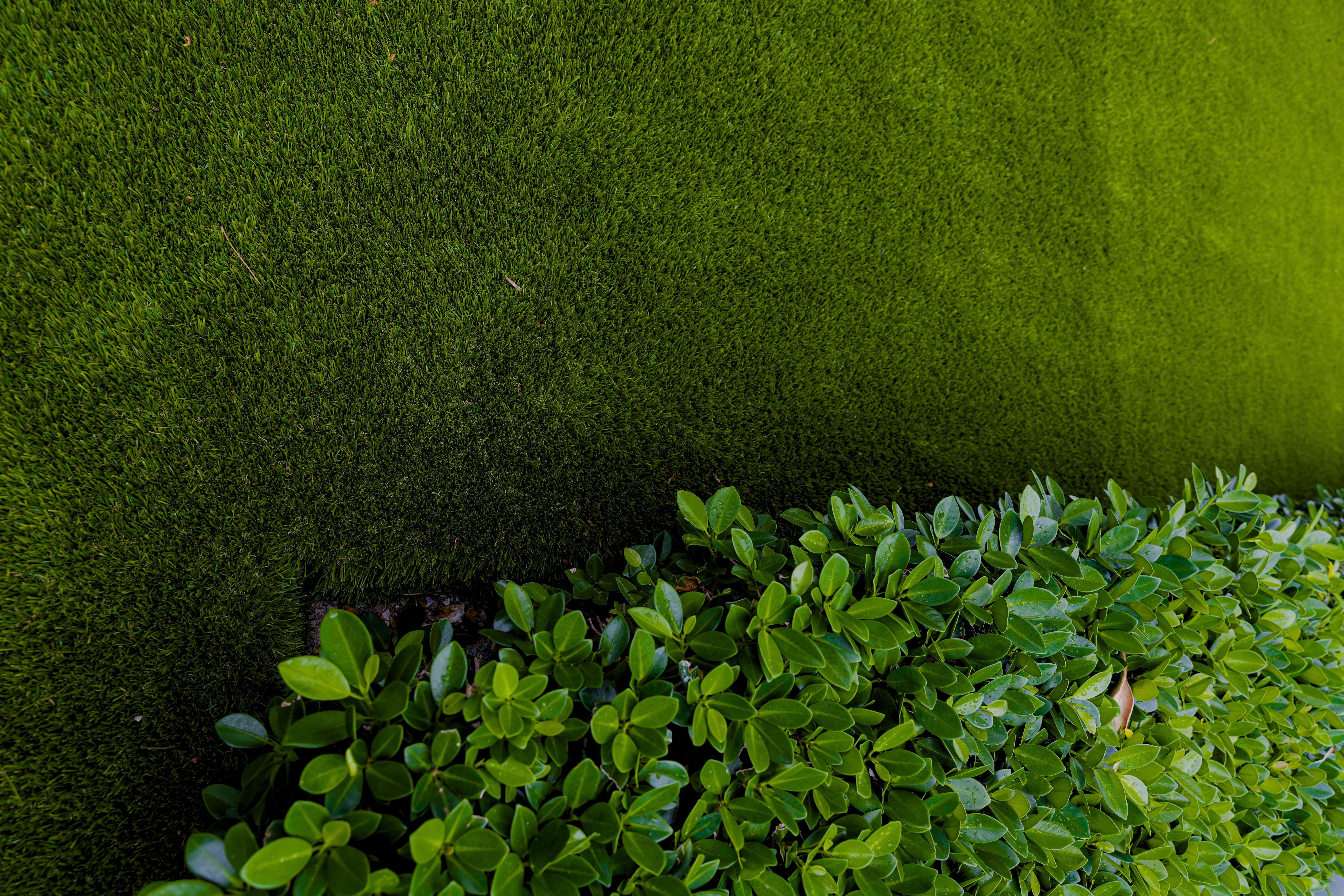 Close-up of green grass and leaves on a textured green background